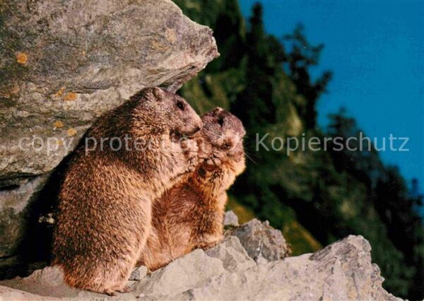 Murmeltier Marmottes Marmots