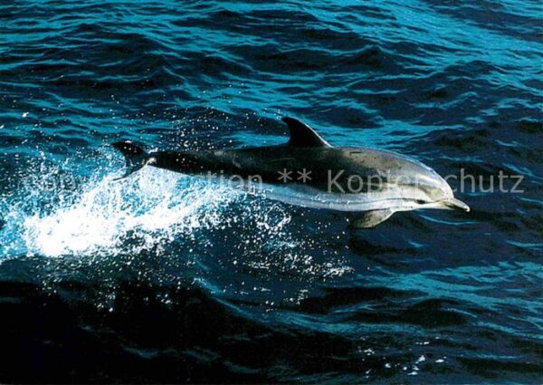 Delfine Delphine Dolphins Dauphins Delfi Blau-Weisse Delfine