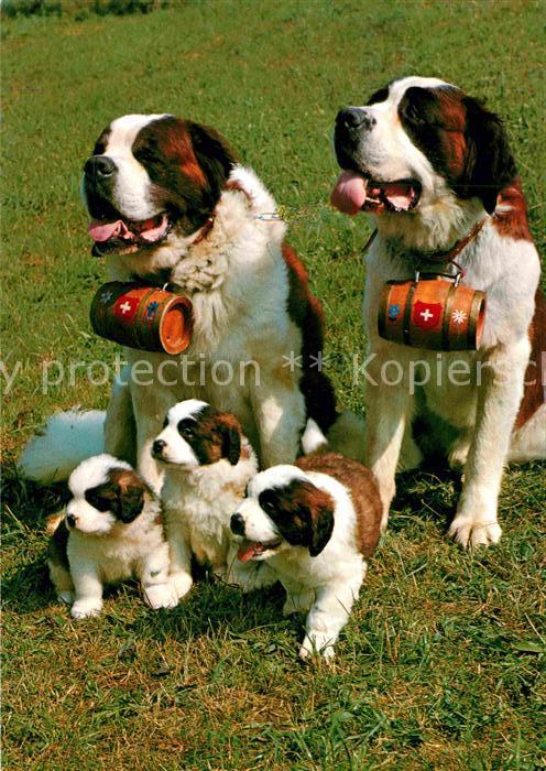 Bernhardiner Chiens de St. Bernard