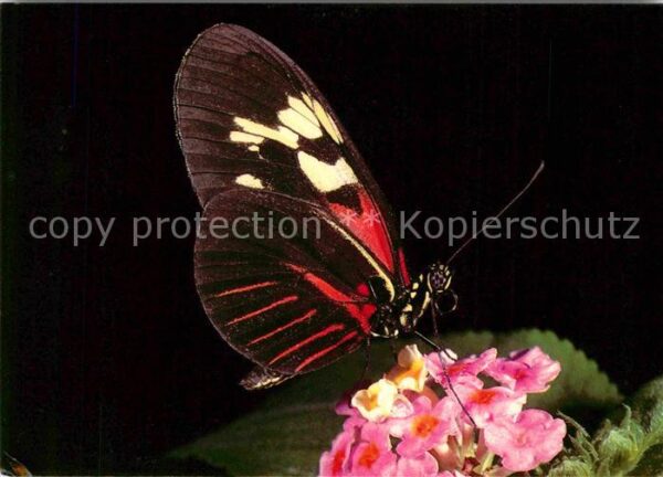 Schmetterlinge Heliconius melpornene Papilorama Tropic