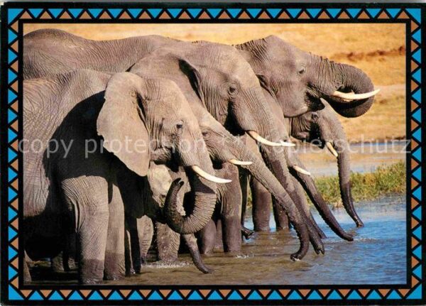 Elefant Drinking Elephants