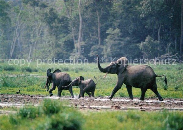 Elefant Wald-Elefanten WWF Tai-Nationalpark Elf