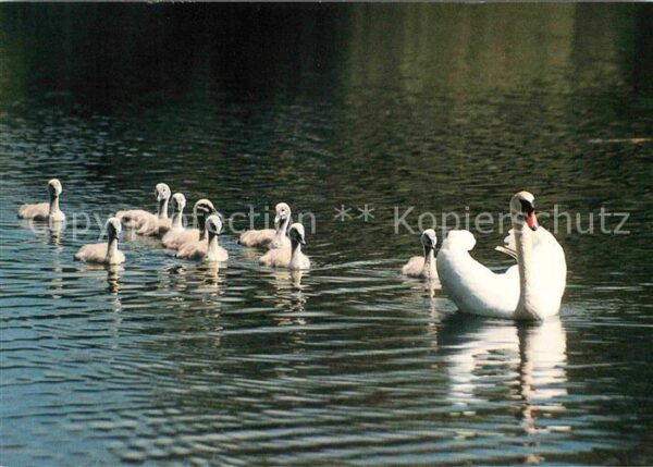 Schwan Schwanenfamilie Cigni Cygnes
