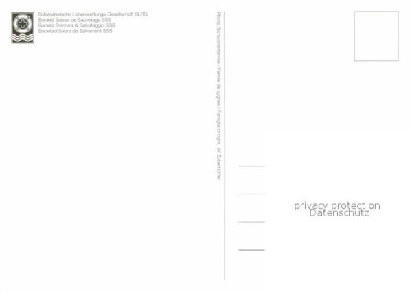 Schwan Schwanenfamilie Cigni Cygnes – Bild 2