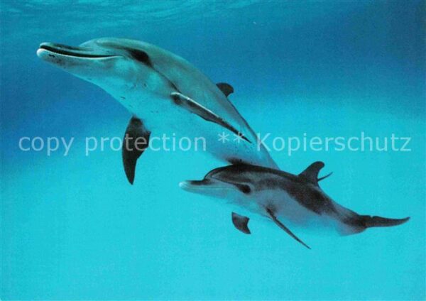 Delfine Delphine Dolphins Dauphins Delfi Schutz Meeressäuger Schweiz