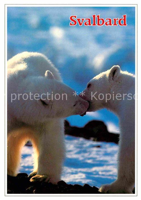 Eisbaer Svalbard Polar Bear