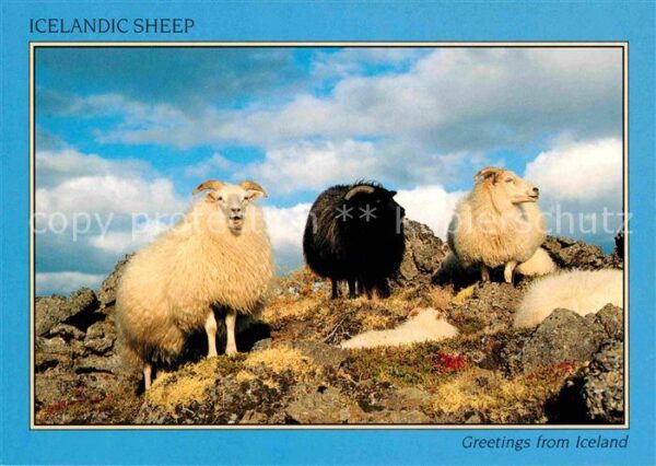 Schafe Icelandic Sheep