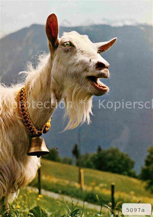 Ziege Ziegenbock Bouc Hegoat