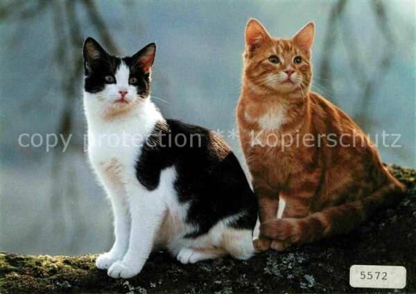 Katzen Hauskatzen