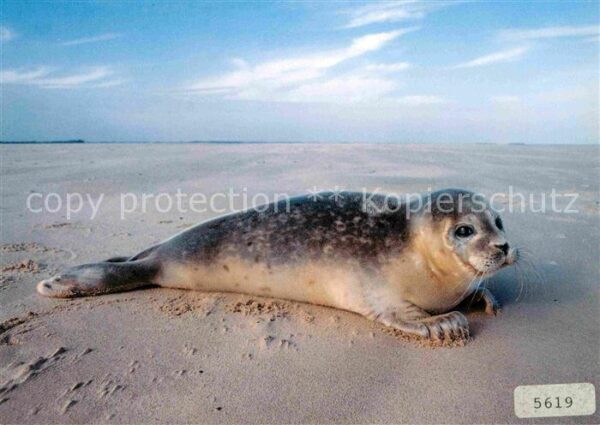 Seehunde Robben Phoca vitulina Phoque Seal