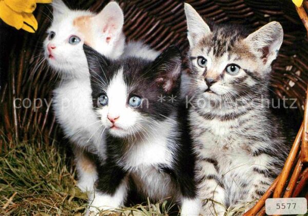 Katzen Hauskatzen