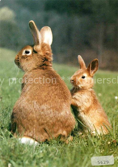 Hasen Rote Neuseeländer Lapins Rabbits