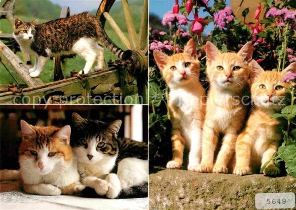 Katzen
