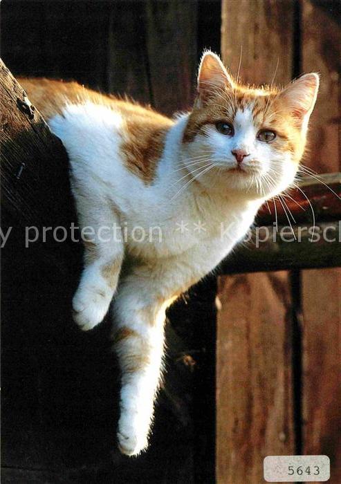 Katzen Hauskatze