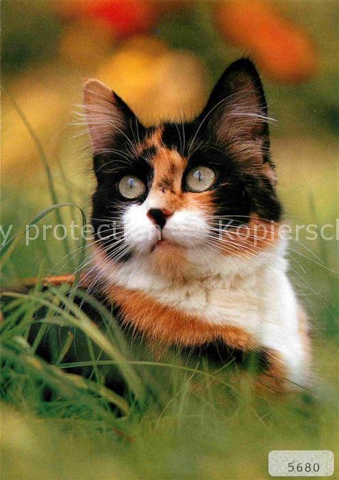 Katzen Hauskatze