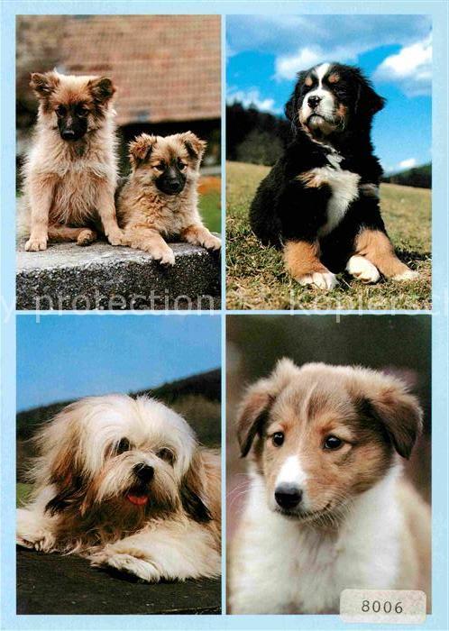 Hunde Wolfsspitz Berner Sennenhund Lasa Apso