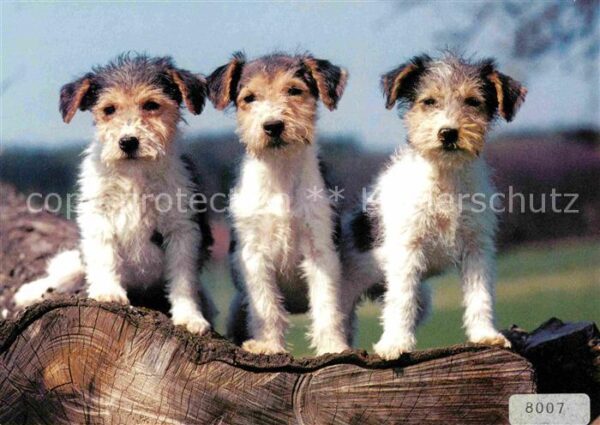 Hunde Fox Terrier
