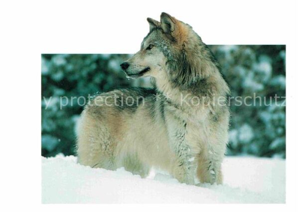 Wolf Tiere Canis lupus Gray wolf