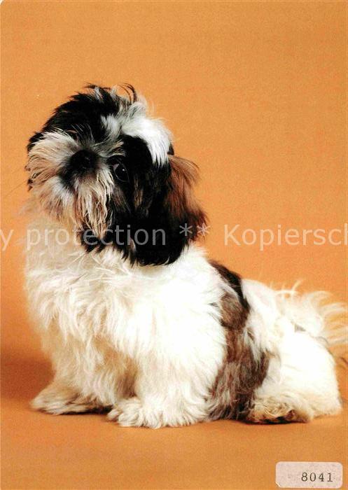 Hunde Shih-Tzu
