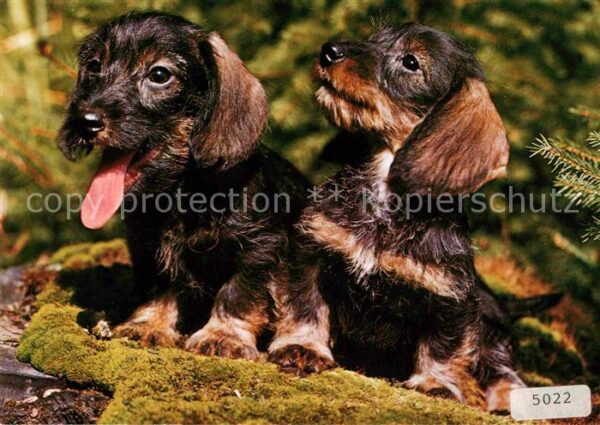 Dackel Dachshund Teckel Hunde dogs Chien Rauhaardackel Teckel