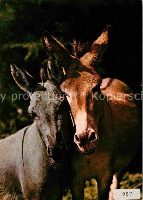 Esel Tiere Ane Donkey Asino