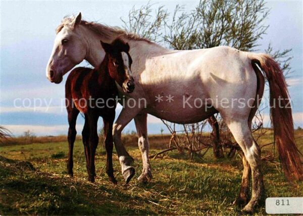 Pferde Camargue Chevaux Horses