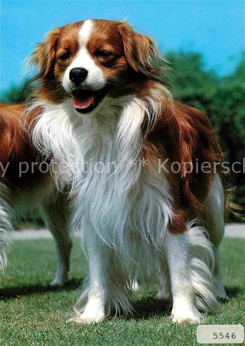 Hunde King Charles Spaniel