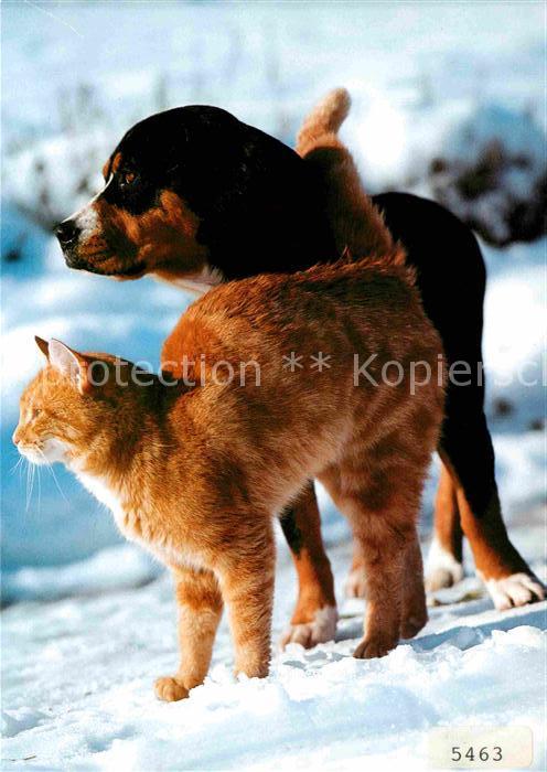 Hunde Katze