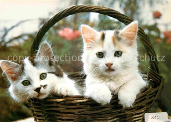 Katzen Felis Junge Katzen