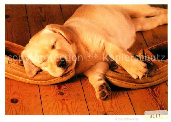 Hunde Mokassins