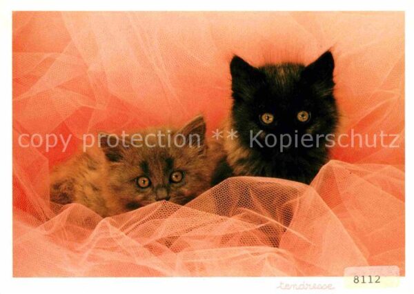 Katzen