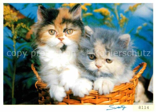 Katzen