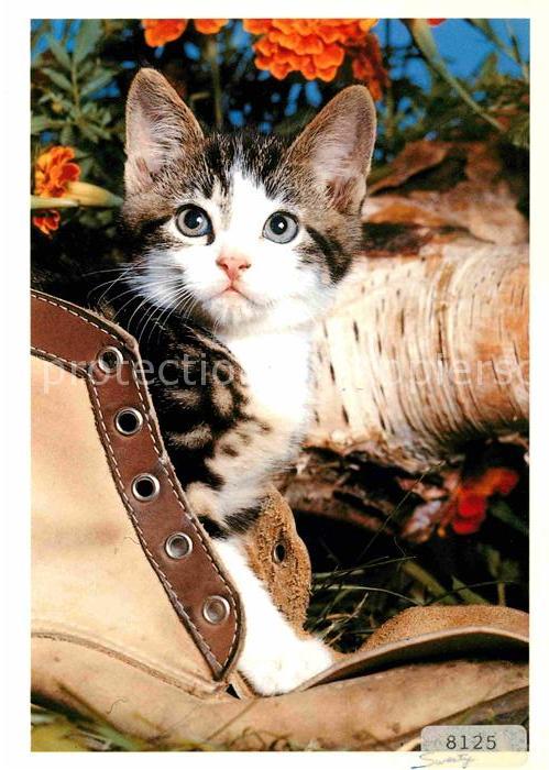 Katzen Schuh