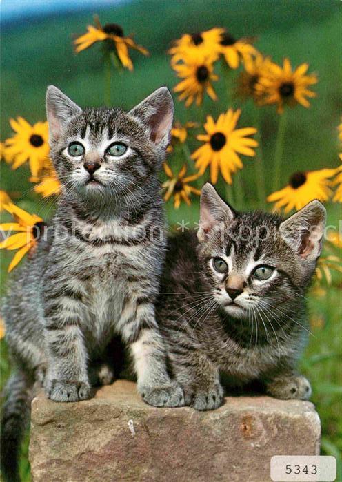 Katzen Hauskatzen