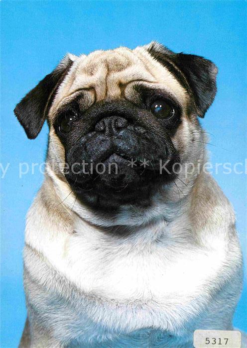 Hunde Mops Carlin