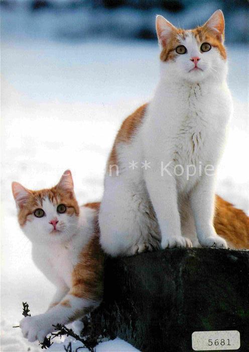 Katzen Hauskatzen