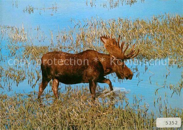 Elch Moose Elan Alces Yellowstone-Park