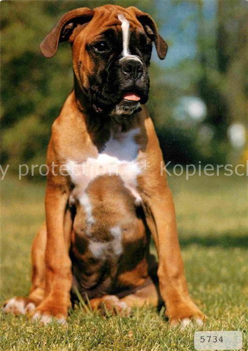 Hunde Boxer
