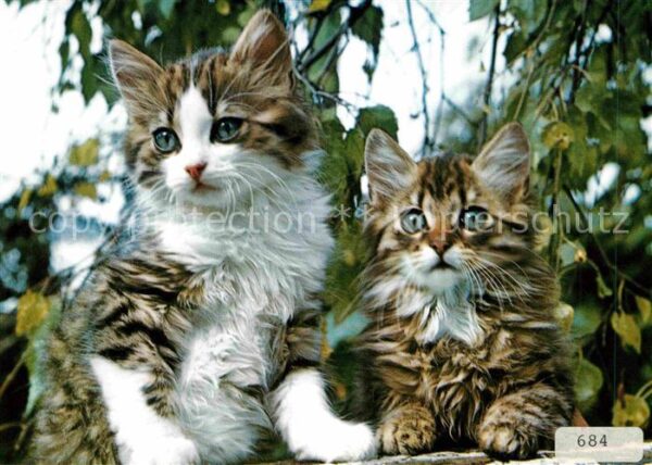 Katzen Junge Katzen