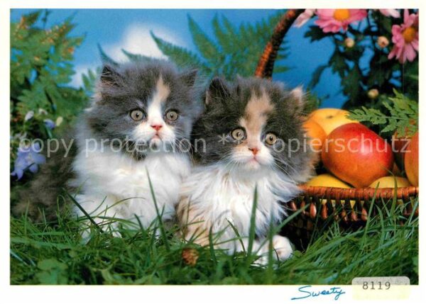 Katzen