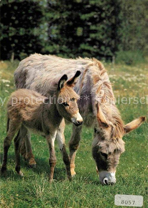 Esel Tiere Ane Donkey Asino