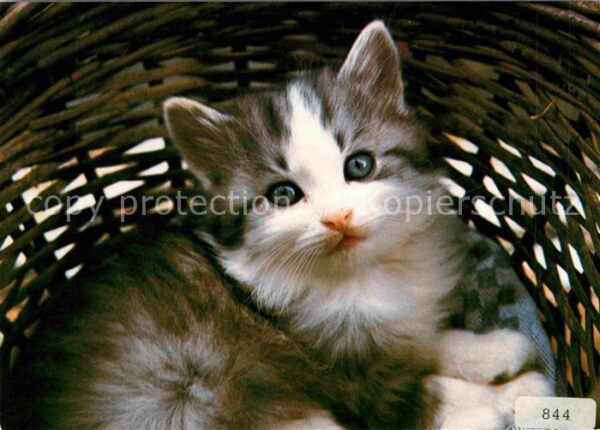 Katzen Chat Cat