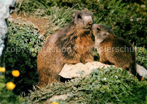 Murmeltier Marmottes Marmots