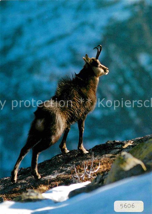 Gemse Chamois Rupicapra