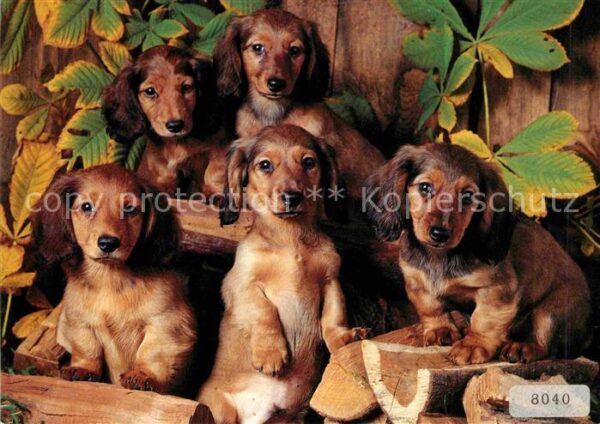 Dackel Dachshund Teckel Hunde dogs Chien Langhaardackel Teckel Dachshund