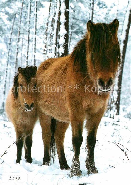 Pferde Dülmener Wildpferde Chevaux Sauvages Wi