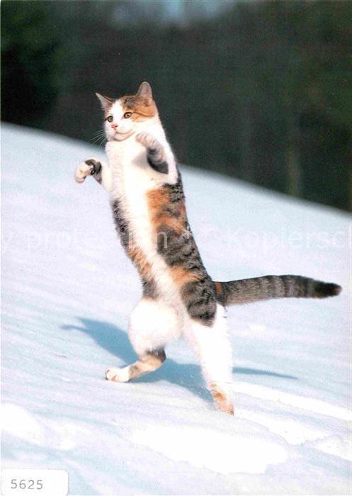 Katzen Hauskatze Chat Cat