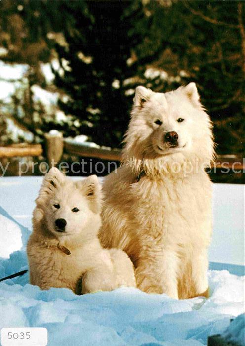 Hunde Samojede