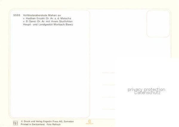 Pferde Vollblutaraberstute Mahari ox Gestüt Ma – Bild 2