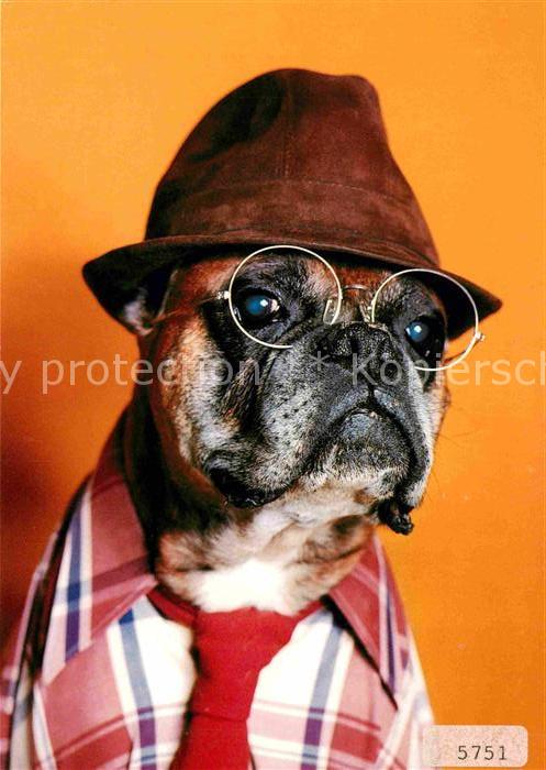 Hunde Brille Hut
